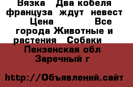  Вязка ! Два кобеля француза ,ждут  невест.. › Цена ­ 11 000 - Все города Животные и растения » Собаки   . Пензенская обл.,Заречный г.